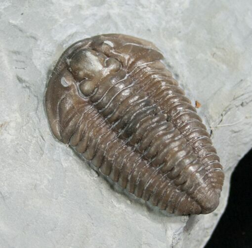 Beautiful Flexicalymene Trilobite From Ohio #8323